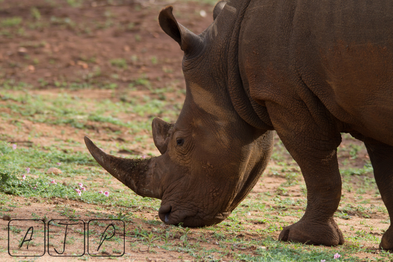 Rhino