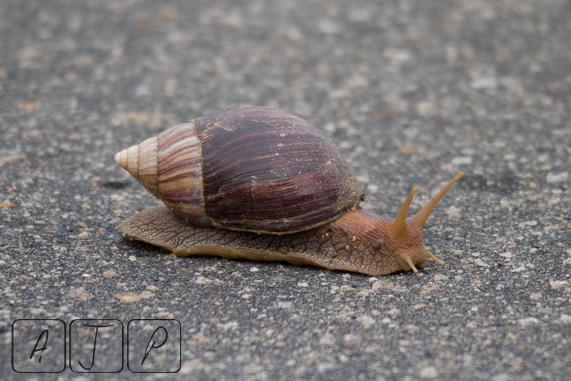 Slug