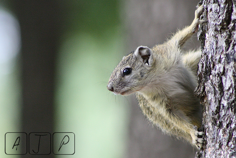 Squirrel