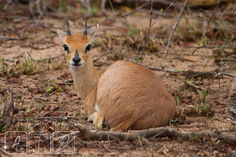 Steenbok