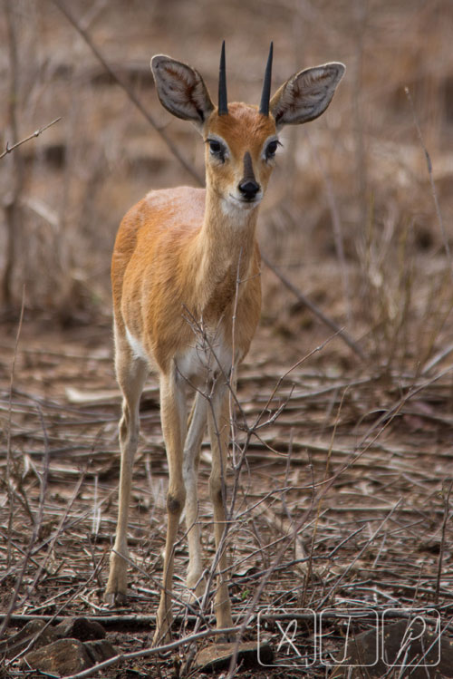 Steenbok