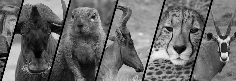 AJP Wildlife Photography